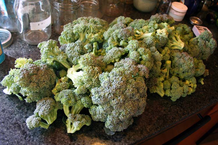 The king of cancer fighting foods only if you eat 6 lbs of broccoli
